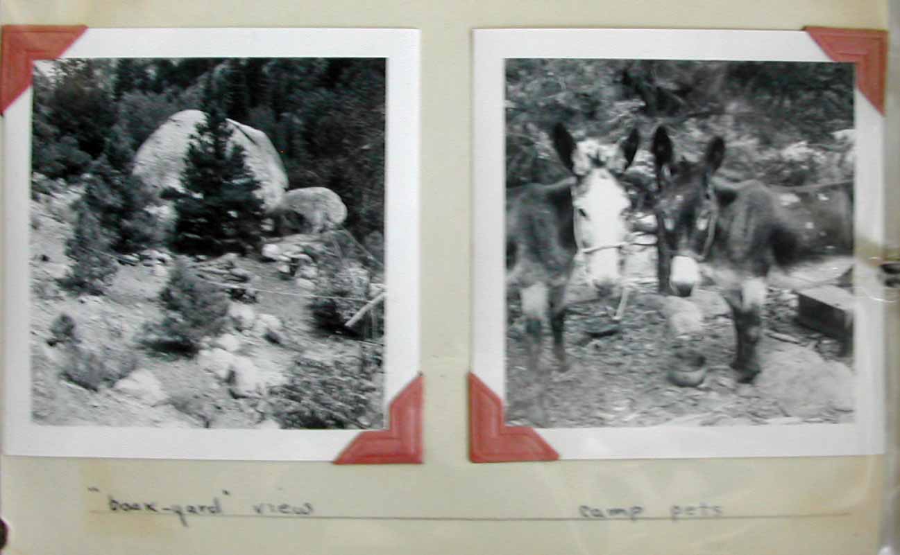 1940 Ashrama camp - "backyard" & donkeys*