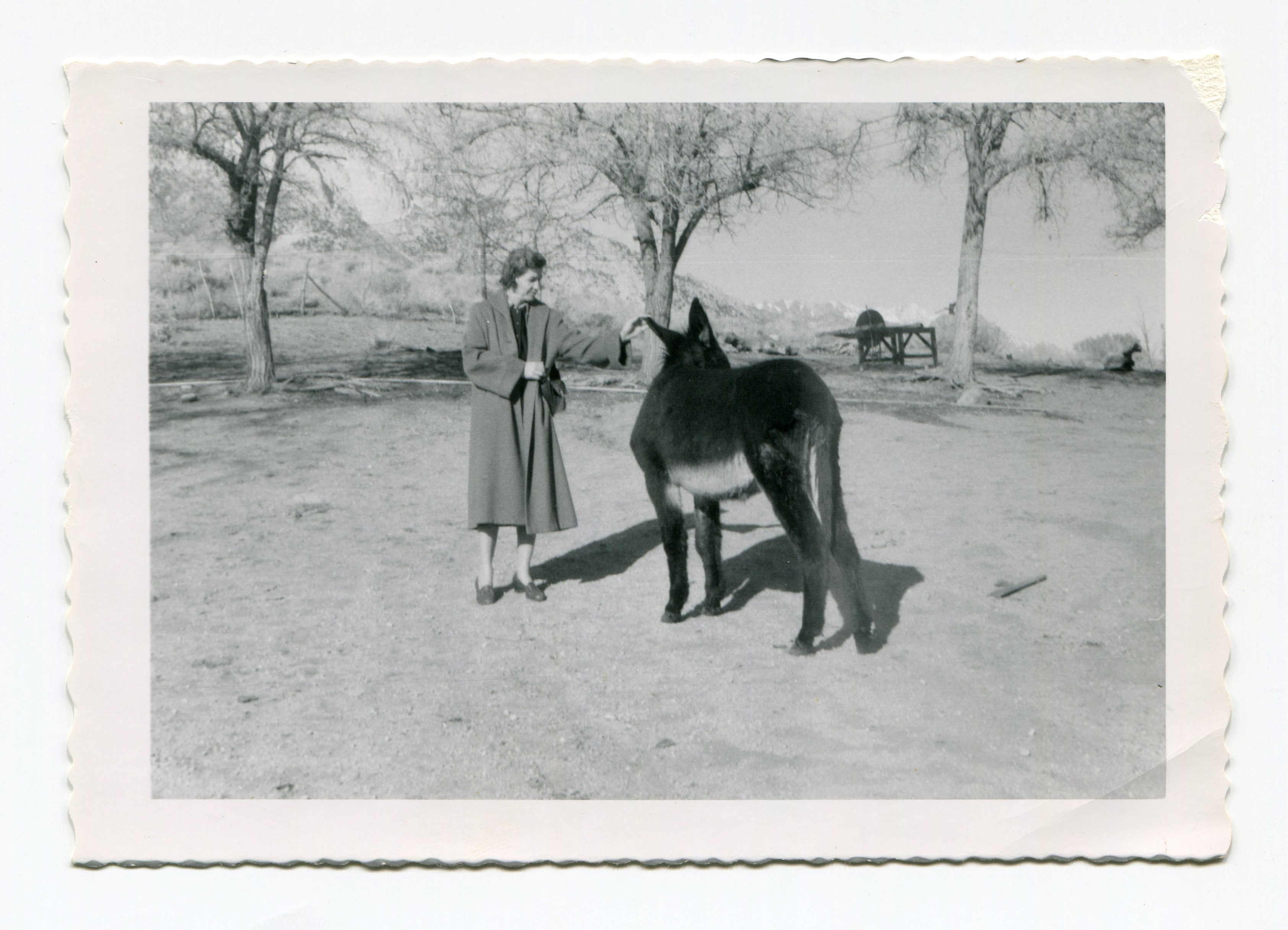 1960 Gertrude & donkey at the ranch